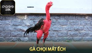 Gà Chọi Mắt Ếch