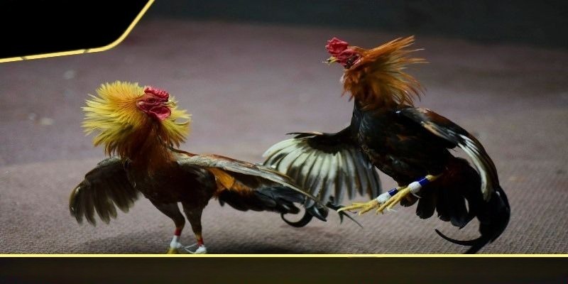 Cập nhật không thiếu giải thi đấu chọi gà hấp dẫn